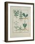 Ms Fr. Fv VI #1 Fol.157R Ferns and Shrubs, Illustration from the 'Book of Simple Medicines' by Matt-Robinet Testard-Framed Giclee Print