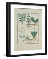 Ms Fr. Fv VI #1 Fol.157R Ferns and Shrubs, Illustration from the 'Book of Simple Medicines' by Matt-Robinet Testard-Framed Giclee Print