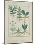 Ms Fr. Fv VI #1 Fol.157R Ferns and Shrubs, Illustration from the 'Book of Simple Medicines' by Matt-Robinet Testard-Mounted Giclee Print