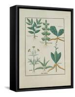 Ms Fr. Fv VI #1 Fol.157R Ferns and Shrubs, Illustration from the 'Book of Simple Medicines' by Matt-Robinet Testard-Framed Stretched Canvas