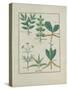 Ms Fr. Fv VI #1 Fol.157R Ferns and Shrubs, Illustration from the 'Book of Simple Medicines' by Matt-Robinet Testard-Stretched Canvas