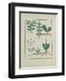 Ms Fr. Fv VI #1 Fol.157R Ferns and Shrubs, Illustration from the 'Book of Simple Medicines' by Matt-Robinet Testard-Framed Giclee Print