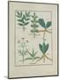 Ms Fr. Fv VI #1 Fol.157R Ferns and Shrubs, Illustration from the 'Book of Simple Medicines' by Matt-Robinet Testard-Mounted Giclee Print