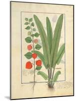 Ms Fr. Fv VI #1 Fol.161R Physalis-Robinet Testard-Mounted Giclee Print