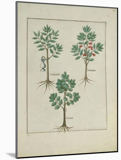 Ms Fr. Fv VI #1 Fol.168R Illustration from the 'Book of Simple Medicines' by Mattheaus Platearius (-Robinet Testard-Mounted Giclee Print