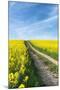 Mšnchberg, Bavaria, Germany, Rape Field in the Spring-Bernd Wittelsbach-Mounted Photographic Print