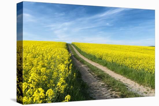 Mšnchberg, Bavaria, Germany, Rape Field in the Spring-Bernd Wittelsbach-Stretched Canvas