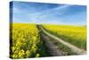 Mšnchberg, Bavaria, Germany, Rape Field in the Spring-Bernd Wittelsbach-Stretched Canvas