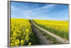 Mšnchberg, Bavaria, Germany, Rape Field in the Spring-Bernd Wittelsbach-Framed Photographic Print