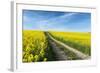 Mšnchberg, Bavaria, Germany, Rape Field in the Spring-Bernd Wittelsbach-Framed Photographic Print