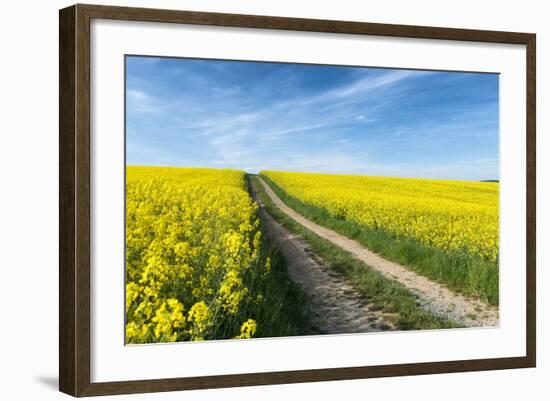 Mšnchberg, Bavaria, Germany, Rape Field in the Spring-Bernd Wittelsbach-Framed Photographic Print