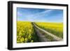 Mšnchberg, Bavaria, Germany, Rape Field in the Spring-Bernd Wittelsbach-Framed Photographic Print