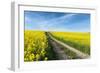 Mšnchberg, Bavaria, Germany, Rape Field in the Spring-Bernd Wittelsbach-Framed Photographic Print