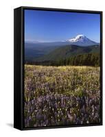 Mt. Adams in distance, Meadow, Goat Rocks Wilderness, Washington, USA-Charles Gurche-Framed Stretched Canvas