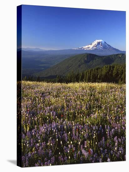 Mt. Adams in distance, Meadow, Goat Rocks Wilderness, Washington, USA-Charles Gurche-Stretched Canvas