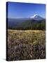 Mt. Adams in distance, Meadow, Goat Rocks Wilderness, Washington, USA-Charles Gurche-Stretched Canvas