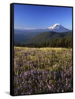 Mt. Adams in distance, Meadow, Goat Rocks Wilderness, Washington, USA-Charles Gurche-Framed Stretched Canvas