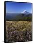 Mt. Adams in distance, Meadow, Goat Rocks Wilderness, Washington, USA-Charles Gurche-Framed Stretched Canvas