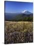 Mt. Adams in distance, Meadow, Goat Rocks Wilderness, Washington, USA-Charles Gurche-Stretched Canvas