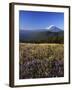 Mt. Adams in distance, Meadow, Goat Rocks Wilderness, Washington, USA-Charles Gurche-Framed Premium Photographic Print