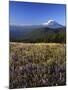 Mt. Adams in distance, Meadow, Goat Rocks Wilderness, Washington, USA-Charles Gurche-Mounted Premium Photographic Print