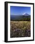 Mt. Adams in distance, Meadow, Goat Rocks Wilderness, Washington, USA-Charles Gurche-Framed Photographic Print