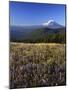 Mt. Adams in distance, Meadow, Goat Rocks Wilderness, Washington, USA-Charles Gurche-Mounted Photographic Print