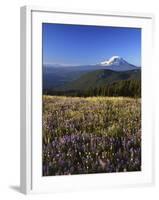 Mt. Adams in distance, Meadow, Goat Rocks Wilderness, Washington, USA-Charles Gurche-Framed Photographic Print