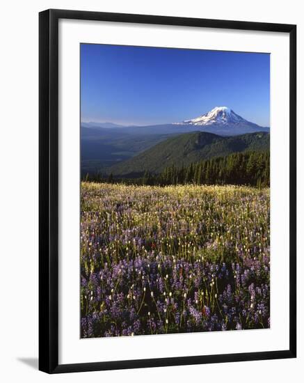 Mt. Adams in distance, Meadow, Goat Rocks Wilderness, Washington, USA-Charles Gurche-Framed Photographic Print