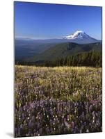 Mt. Adams in distance, Meadow, Goat Rocks Wilderness, Washington, USA-Charles Gurche-Mounted Photographic Print