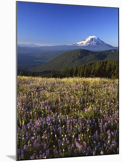 Mt. Adams in distance, Meadow, Goat Rocks Wilderness, Washington, USA-Charles Gurche-Mounted Photographic Print