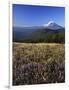 Mt. Adams in distance, Meadow, Goat Rocks Wilderness, Washington, USA-Charles Gurche-Framed Photographic Print