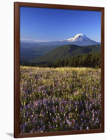 Mt. Adams in distance, Meadow, Goat Rocks Wilderness, Washington, USA-Charles Gurche-Framed Photographic Print