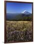 Mt. Adams in distance, Meadow, Goat Rocks Wilderness, Washington, USA-Charles Gurche-Framed Photographic Print