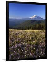 Mt. Adams in distance, Meadow, Goat Rocks Wilderness, Washington, USA-Charles Gurche-Framed Photographic Print