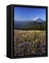 Mt. Adams in distance, Meadow, Goat Rocks Wilderness, Washington, USA-Charles Gurche-Framed Stretched Canvas