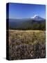Mt. Adams in distance, Meadow, Goat Rocks Wilderness, Washington, USA-Charles Gurche-Stretched Canvas