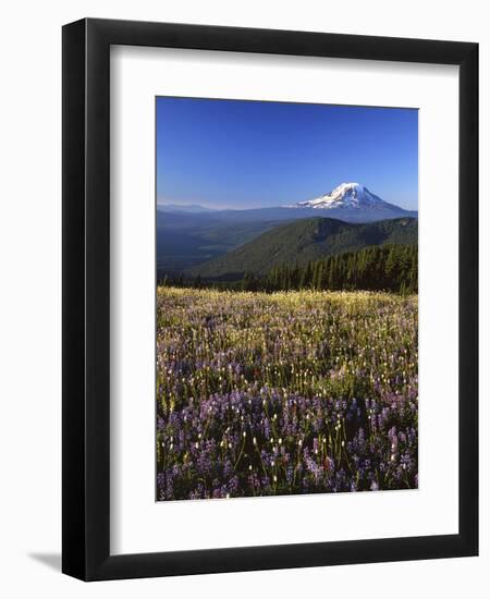 Mt. Adams in distance, Meadow, Goat Rocks Wilderness, Washington, USA-Charles Gurche-Framed Premium Photographic Print