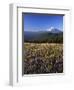 Mt. Adams in distance, Meadow, Goat Rocks Wilderness, Washington, USA-Charles Gurche-Framed Premium Photographic Print