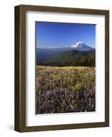 Mt. Adams in distance, Meadow, Goat Rocks Wilderness, Washington, USA-Charles Gurche-Framed Photographic Print