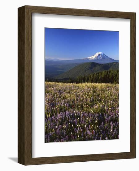 Mt. Adams in distance, Meadow, Goat Rocks Wilderness, Washington, USA-Charles Gurche-Framed Photographic Print