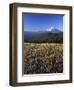 Mt. Adams in distance, Meadow, Goat Rocks Wilderness, Washington, USA-Charles Gurche-Framed Photographic Print