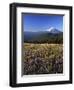 Mt. Adams in distance, Meadow, Goat Rocks Wilderness, Washington, USA-Charles Gurche-Framed Photographic Print