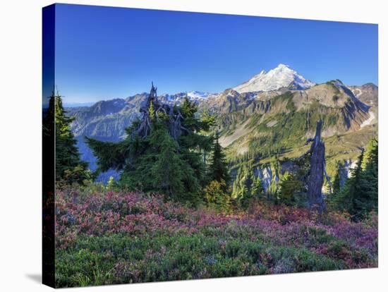 Mt. Baker from Kulshan Ridge at Artist's Point, Heather Meadows Recreation Area, Washington, Usa-Jamie & Judy Wild-Stretched Canvas