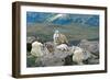 Mt. Baker, Washington - Mountain Goat Family-Lantern Press-Framed Art Print