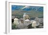 Mt. Baker, Washington - Mountain Goat Family-Lantern Press-Framed Art Print