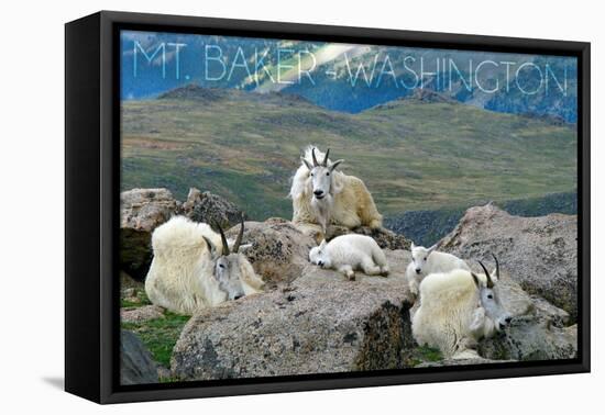 Mt. Baker, Washington - Mountain Goat Family-Lantern Press-Framed Stretched Canvas