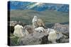 Mt. Baker, Washington - Mountain Goat Family-Lantern Press-Stretched Canvas