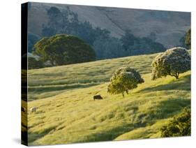 Mt. Diablo State Park, California, Usa-Paul Colangelo-Stretched Canvas