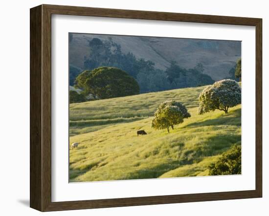 Mt. Diablo State Park, California, Usa-Paul Colangelo-Framed Photographic Print